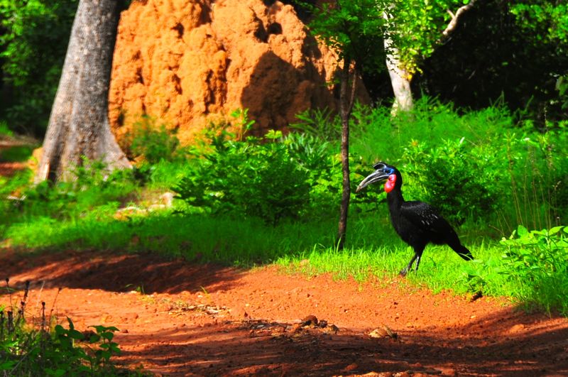 Senegal